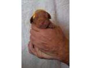 Vizsla Puppy for sale in Sioux City, IA, USA