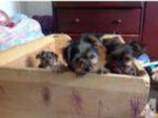 Yorkshire Terrier Puppy for sale in YUBA CITY, CA, USA