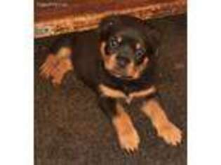 Rottweiler Puppy for sale in Wray, CO, USA