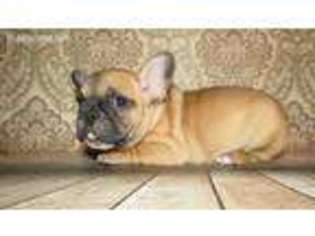 French Bulldog Puppy for sale in Roselle, IL, USA