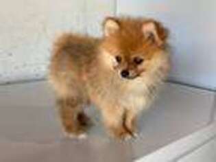 Pomeranian Puppy for sale in Downing, MO, USA