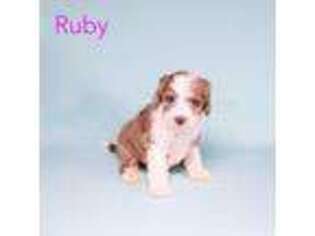 Mutt Puppy for sale in Calhoun, GA, USA