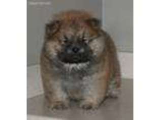 Chow Chow Puppy for sale in Menifee, CA, USA