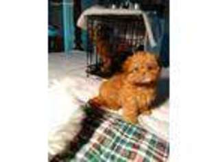 Mutt Puppy for sale in Fischer, TX, USA