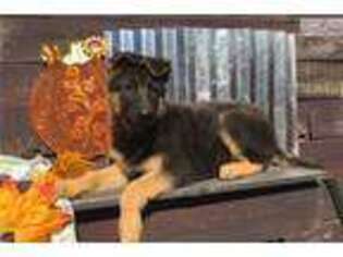 German Shepherd Dog Puppy for sale in Oklahoma City, OK, USA