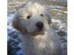 Labradoodle Puppy for sale in Bad Axe, MI, USA