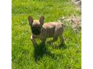 French Bulldog Puppy for sale in Wooster, OH, USA