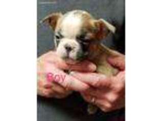Boston Terrier Puppy for sale in Midland, MI, USA