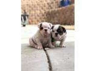 Bulldog Puppy for sale in Axtell, UT, USA
