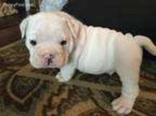 Bulldog Puppy for sale in Hiram, GA, USA