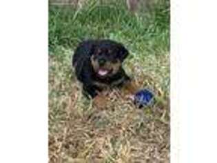 Rottweiler Puppy for sale in Conroe, TX, USA