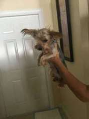 Yorkshire Terrier Puppy for sale in Sarasota, FL, USA