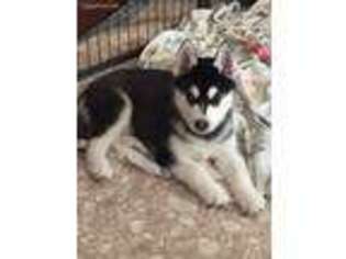 Siberian Husky Puppy for sale in Southbridge, MA, USA