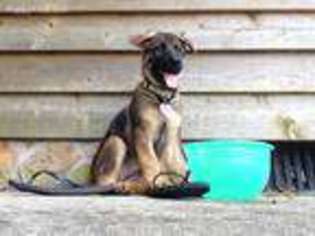 German Shepherd Dog Puppy for sale in Tifton, GA, USA