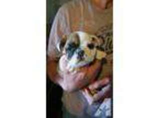 Bulldog Puppy for sale in OSCEOLA, IA, USA