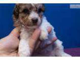 Mutt Puppy for sale in Edinburg, TX, USA