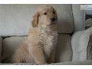 Golden Retriever Puppy for sale in Youngstown, OH, USA