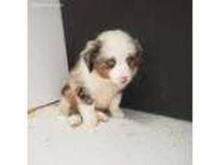 Miniature Australian Shepherd Puppy for sale in Buffalo, MO, USA