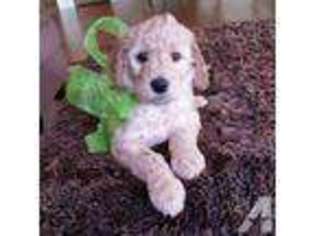 Goldendoodle Puppy for sale in BODEGA BAY, CA, USA