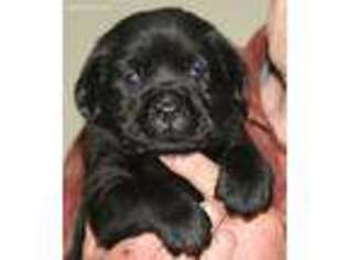 Labrador Retriever Puppy for sale in Hillsdale, NY, USA