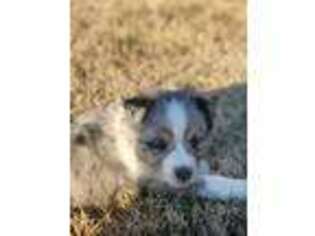 Miniature Australian Shepherd Puppy for sale in Five Points, TN, USA