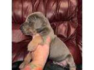 Great Dane Puppy for sale in Summerfield, FL, USA