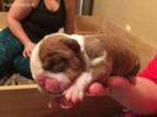 Bulldog Puppy for sale in Aransas Pass, TX, USA