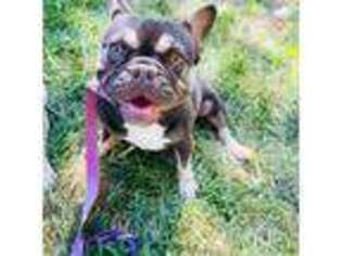 French Bulldog Puppy for sale in Vernal, UT, USA
