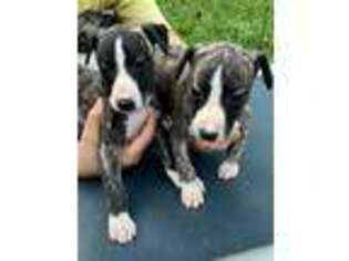 Whippet Puppy for sale in Clinton, TN, USA