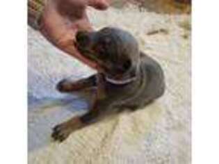 Doberman Pinscher Puppy for sale in Little Falls, NY, USA