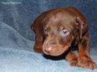 Doberman Pinscher Puppy for sale in Crossville, TN, USA