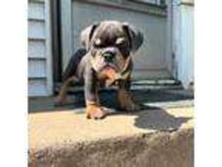 Olde English Bulldogge Puppy for sale in Chicago, IL, USA