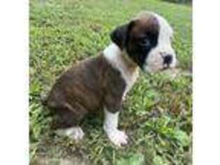 Boxer Puppy for sale in Cassville, MO, USA