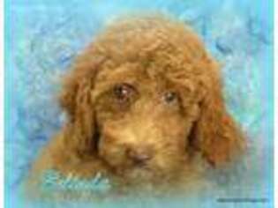 Goldendoodle Puppy for sale in Carthage, MO, USA