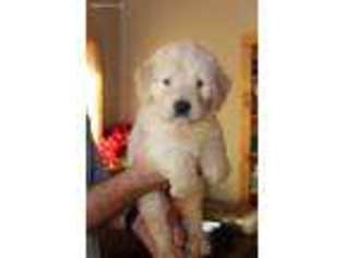 Goldendoodle Puppy for sale in Creal Springs, IL, USA