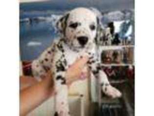 Dalmatian Puppy for sale in Los Angeles, CA, USA