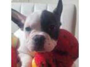 French Bulldog Puppy for sale in Lynnwood, WA, USA