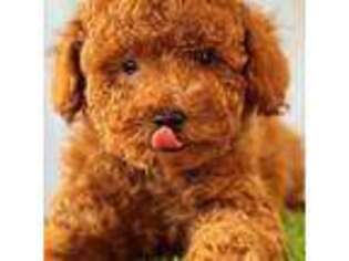 Goldendoodle Puppy for sale in Los Angeles, CA, USA