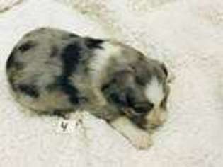 Miniature Australian Shepherd Puppy for sale in Fallbrook, CA, USA