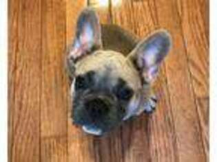 French Bulldog Puppy for sale in Odenton, MD, USA