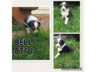 Australian Shepherd Puppy for sale in Clifton Park, NY, USA