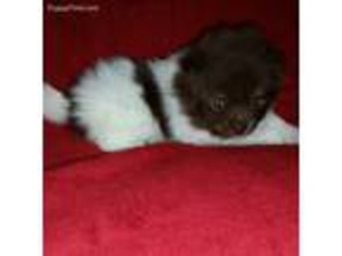 Pomeranian Puppy for sale in Central, SC, USA