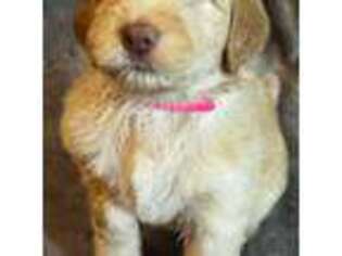 Labradoodle Puppy for sale in Hemet, CA, USA