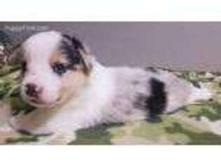 Pembroke Welsh Corgi Puppy for sale in Mansfield, TX, USA