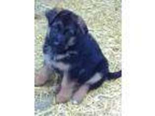 German Shepherd Dog Puppy for sale in Fort Morgan, CO, USA