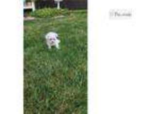 Maltese Puppy for sale in Fort Wayne, IN, USA