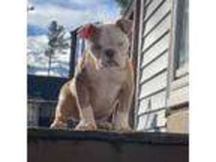 Olde English Bulldogge Puppy for sale in Merrimack, NH, USA