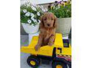 Goldendoodle Puppy for sale in Lovington, IL, USA