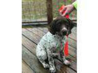 German Shorthaired Pointer Puppy for sale in Hillsville, VA, USA