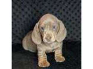 Dachshund Puppy for sale in Joshua, TX, USA